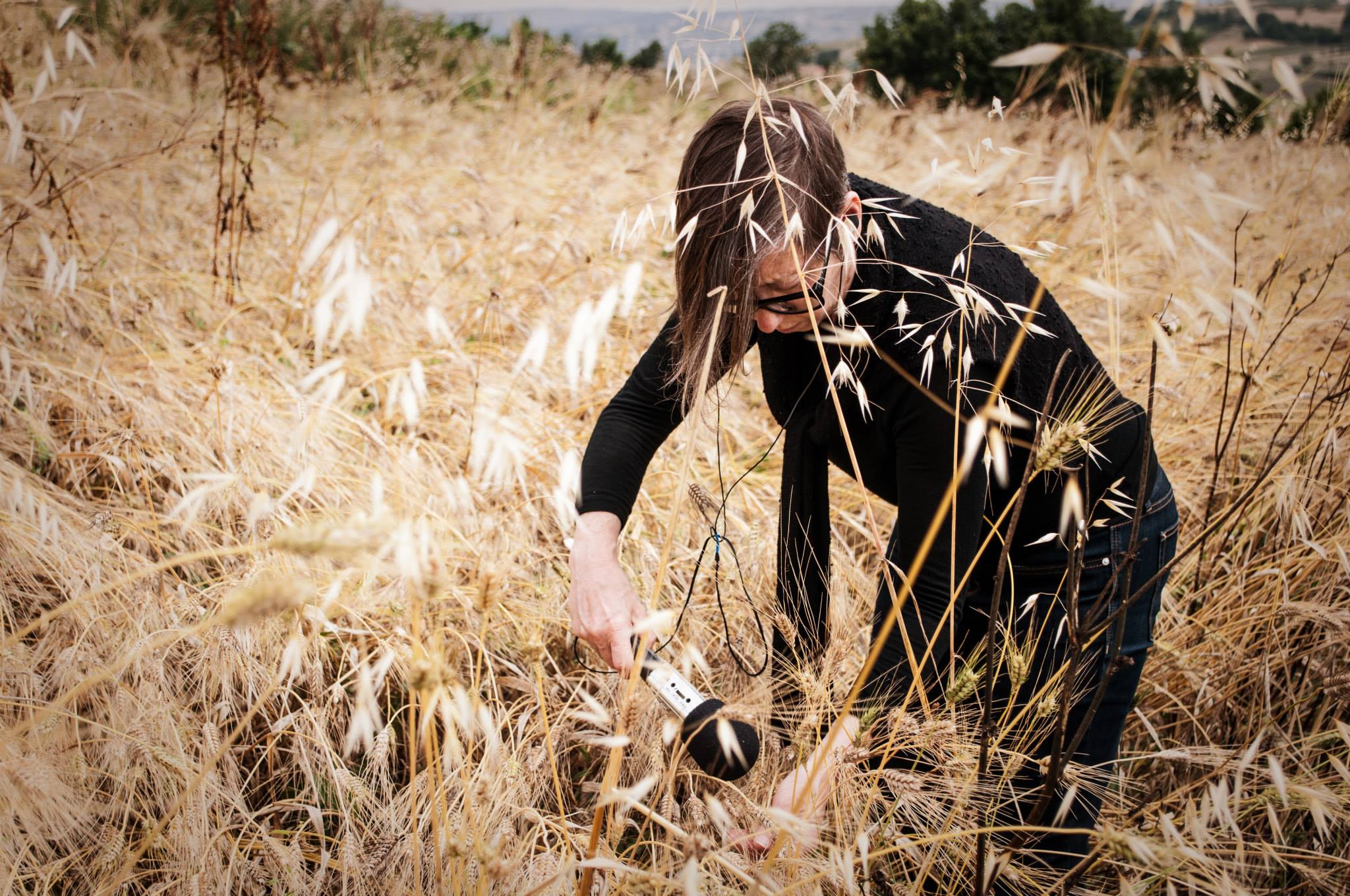 wheat_jobin